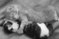 Sleepy Kitties