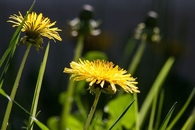 Yellow wild flowers
