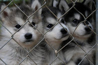 Three Little Huskies
