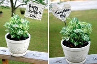 Happy Mother's Day
