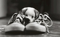 Puppy & Sneakers