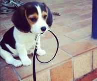 Puppy wants to go for a walk