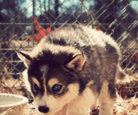 Adorable Puppy