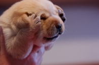 Darling Puppy Pose