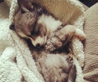 Sweet Sleeping Puppy