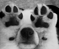 Puppy Hide N Seek