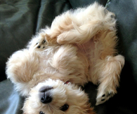 Upside Down Puppy