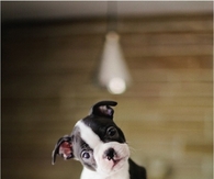 Curious Pup