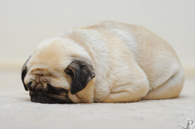 Face Down Pug