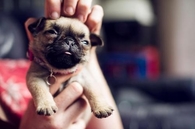 Pug Enjoying Head Scratch