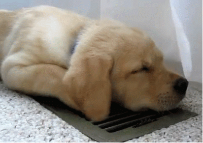 Puppy Sleeping on Heater Vent