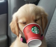 Starbucks Puppucinno