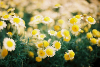 Daisies
