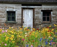 Wildflower Garden
