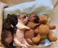 Snuggle Puppies