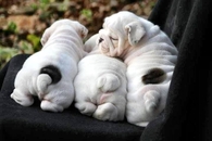 Puppy Bulldogs