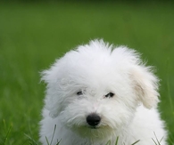 Bichon Frise