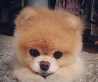 Cute Pomeranian Puppy