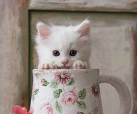 Pretty Kitty