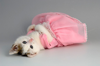 Pretty in Pink Princess Kitty