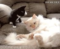 Big Cat Had Enough Of Little Kitten