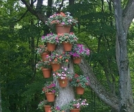 Old Tree into Stump Planter