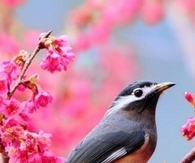 Pretty Bird