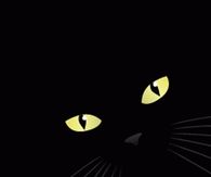 Black Cat Lick