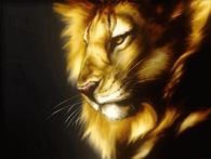 Lion in a Breeze