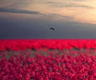 Lonely White Tulips in a Sea of Red