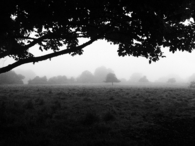 Misty field