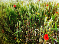 Scattered poppies