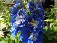 Aurora Delphinium