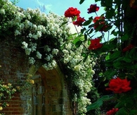 Beautiful Garden