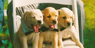 Sleepy Puppies