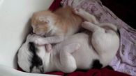 Darling Puppy & Kitten
