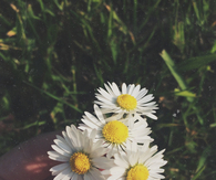 Daisies
