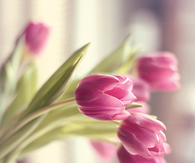 Beautiful tulips