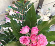 Pink roses