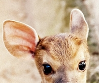 Baby deer