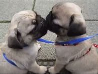 Puppy kisses