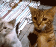 Let Us In!!!