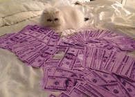 Cat with Glitter Money