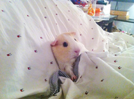 Nighty Night