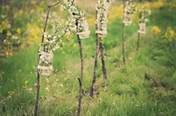 Mason Jars Vases on Sticks for Outdoor Party