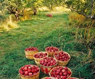 Apple barrels