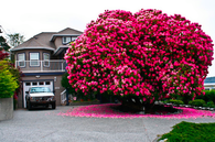 Rhododendron tree