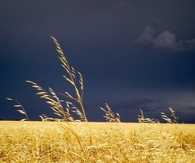 A storm is coming