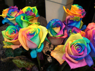 Rainbow Roses