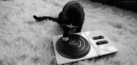 DJ Cat